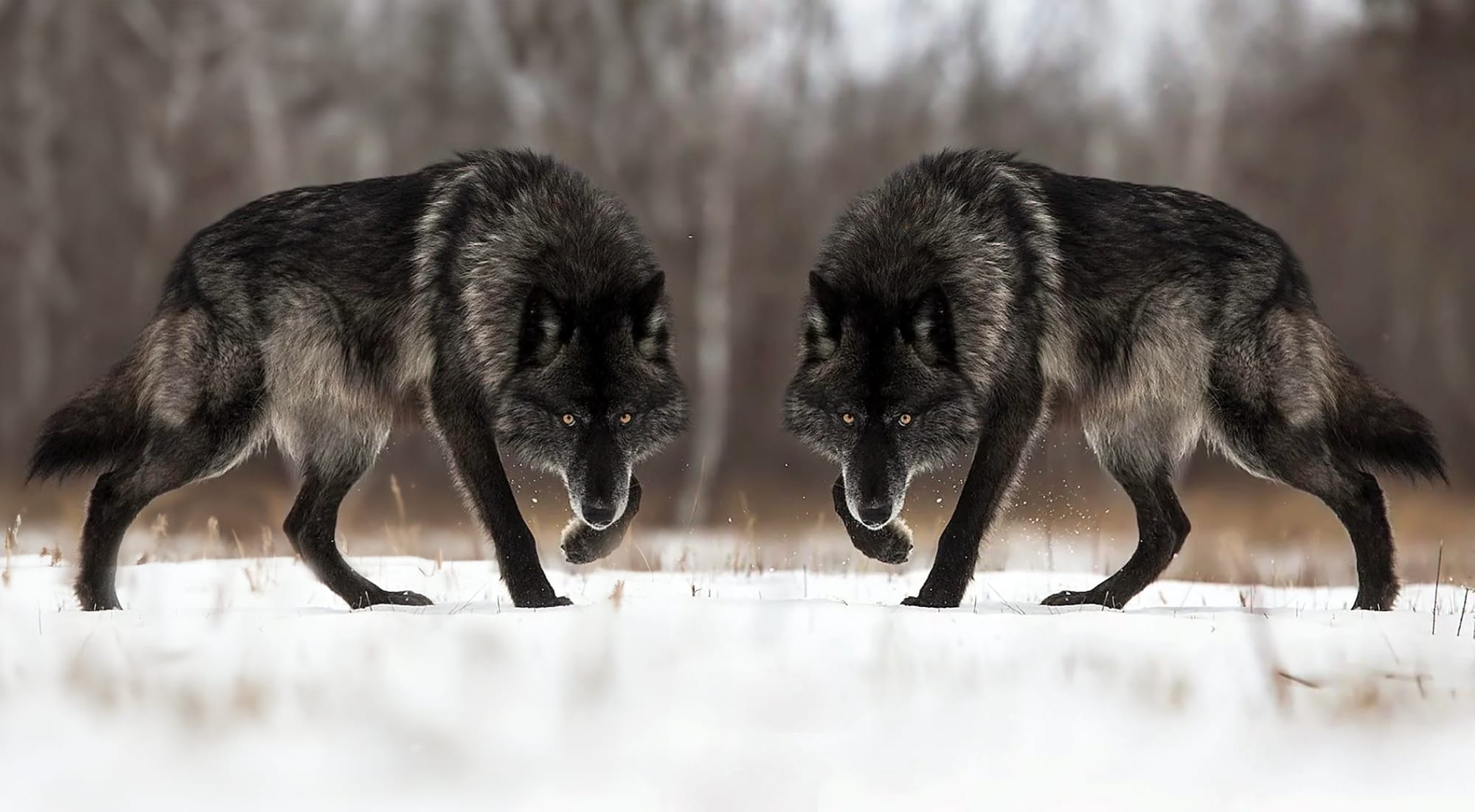 Two Wolves